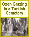 Oxen Grazing in a Turkish Cemetery